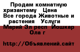 Продам комнатную хризантему › Цена ­ 250 - Все города Животные и растения » Услуги   . Марий Эл респ.,Йошкар-Ола г.